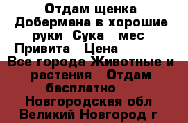 Отдам щенка Добермана в хорошие руки. Сука 5 мес. Привита › Цена ­ 5 000 - Все города Животные и растения » Отдам бесплатно   . Новгородская обл.,Великий Новгород г.